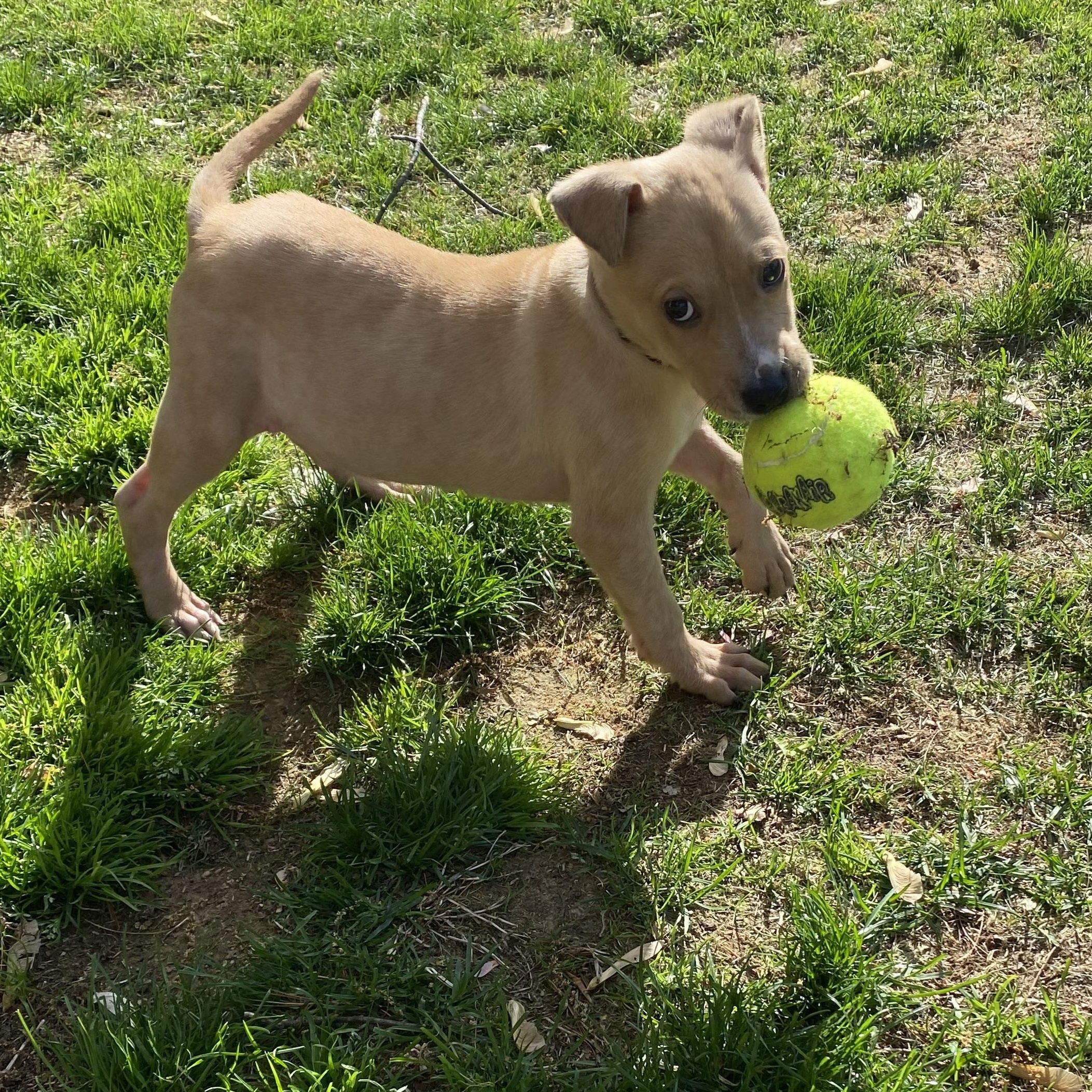 Griffin photo 2