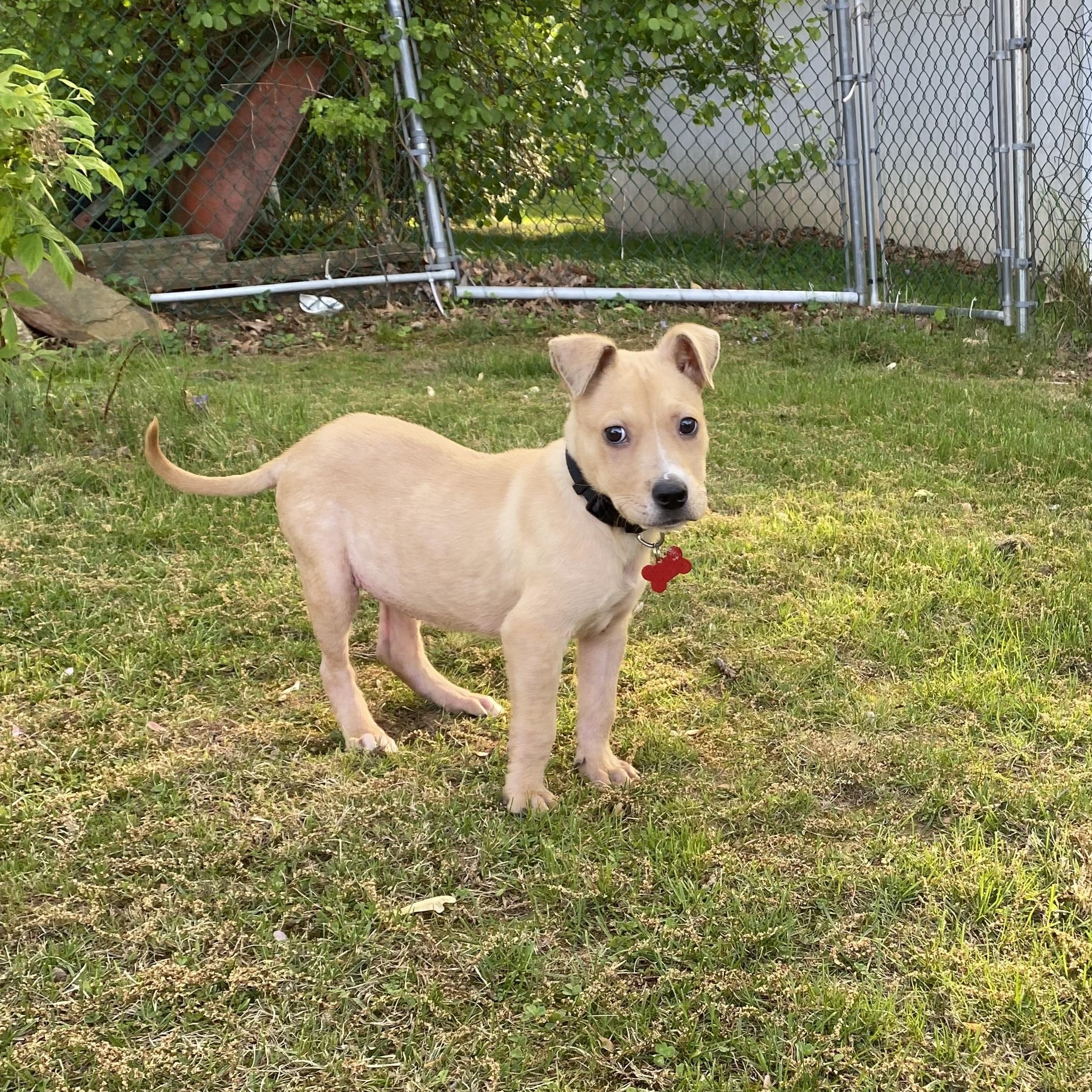 Griffin photo 3