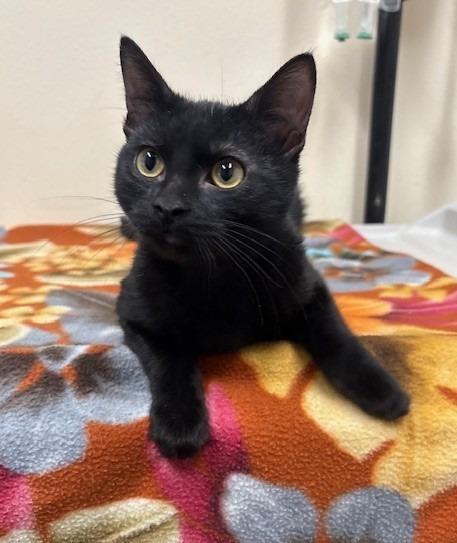 Soot, Adoptable, Kitten Female Domestic Short Hair.