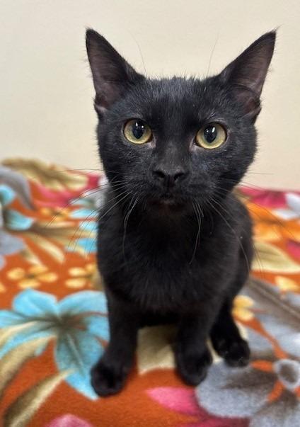 Soot, Adoptable, Kitten Female Domestic Short Hair.