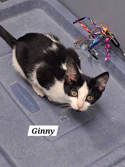 Ginny (FCID# 10/23/2025 - 3 Brandywine PS) DC
