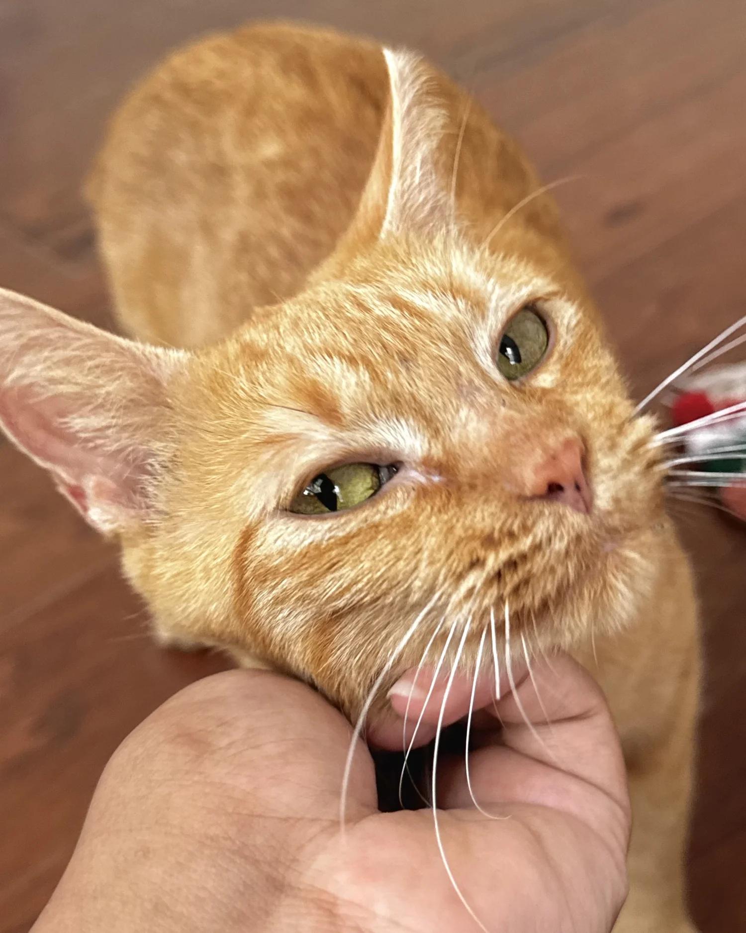 Enlarge Lily, a Adoptable Domestic Short Hair in Atlanta, GA image 2/6