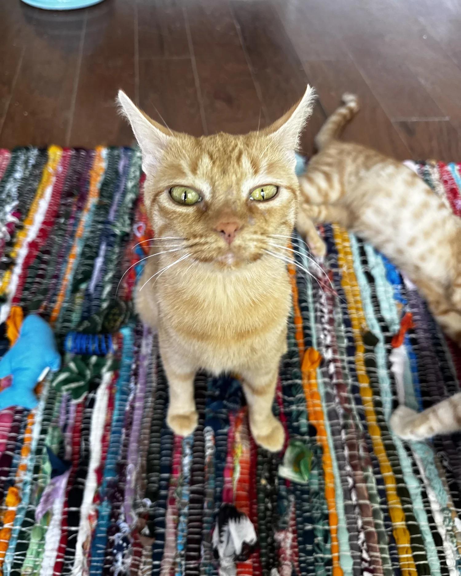 Enlarge Lily, a Adoptable Domestic Short Hair in Atlanta, GA image 4/6