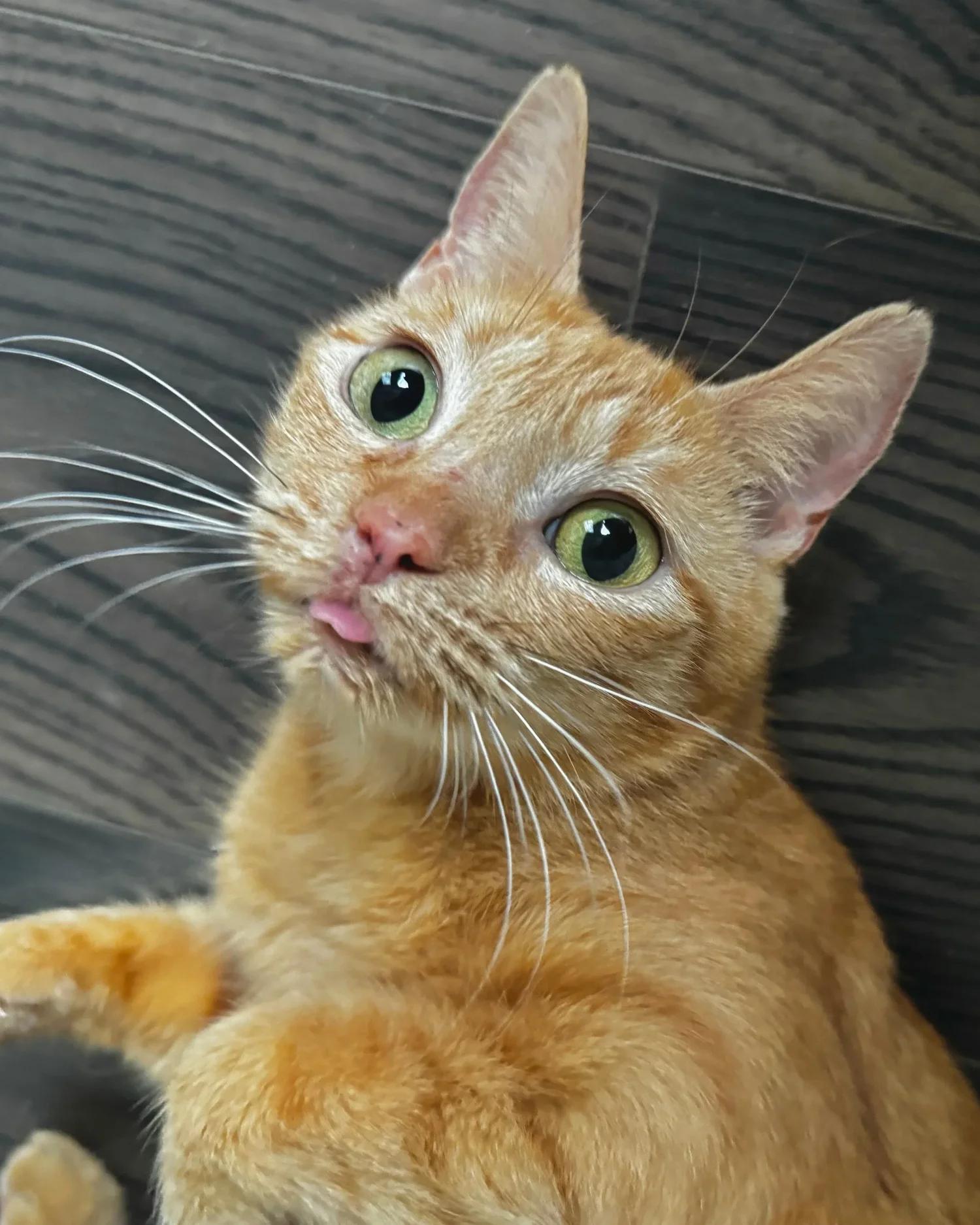 Lily, Adoptable, Adult Female Domestic Short Hair.