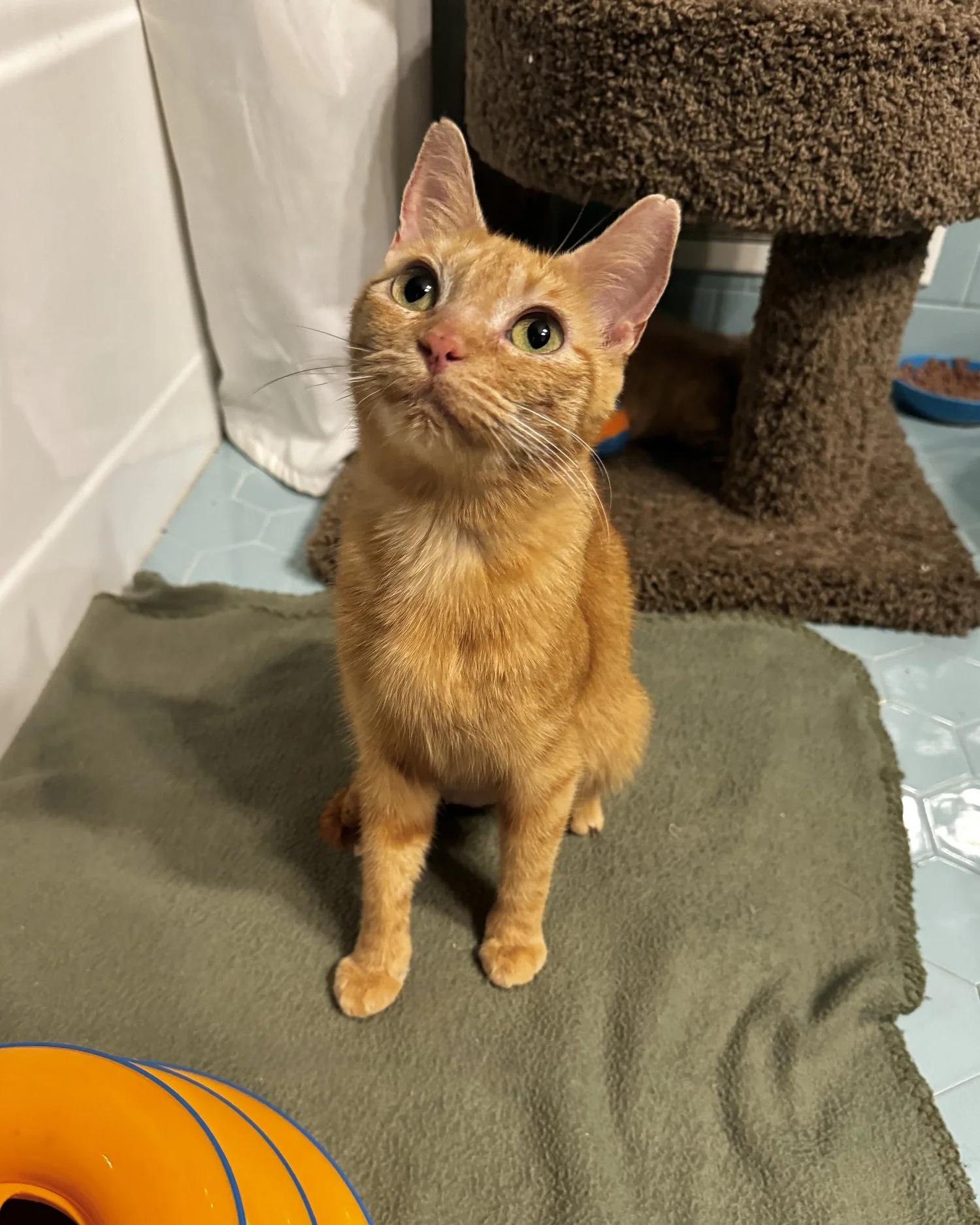 Enlarge Lily, a Adoptable Domestic Short Hair in Atlanta, GA image 6/6