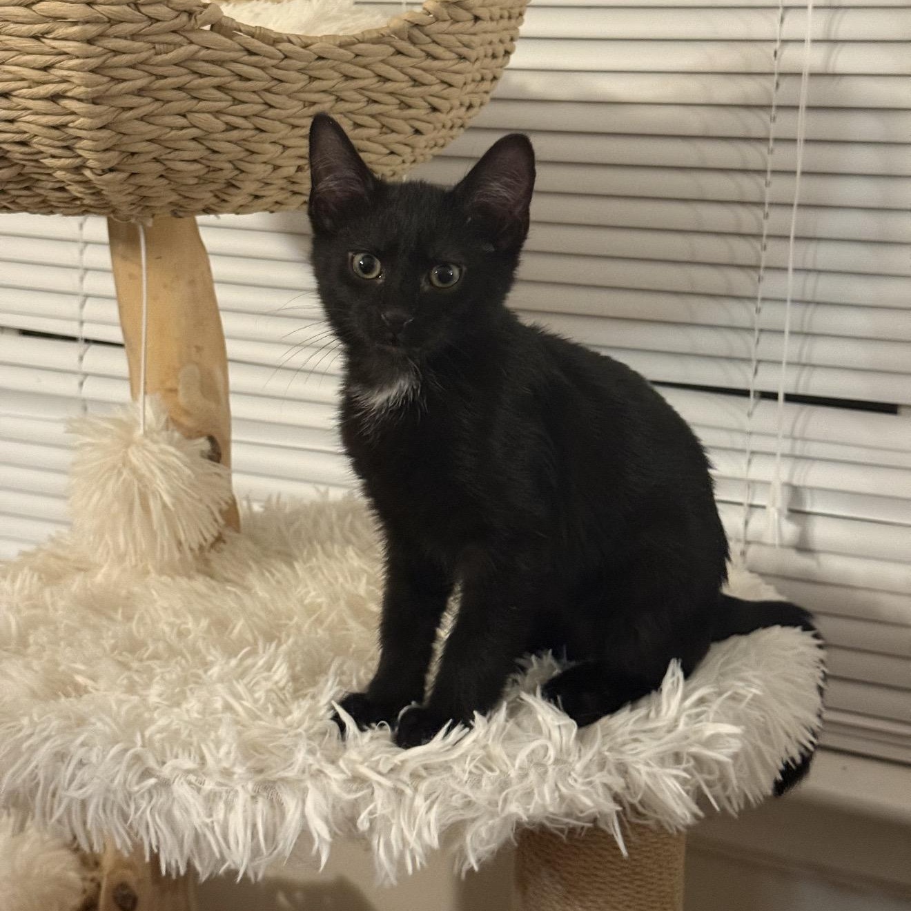 Tucker, adopted, Kitten Male Domestic Short Hair.