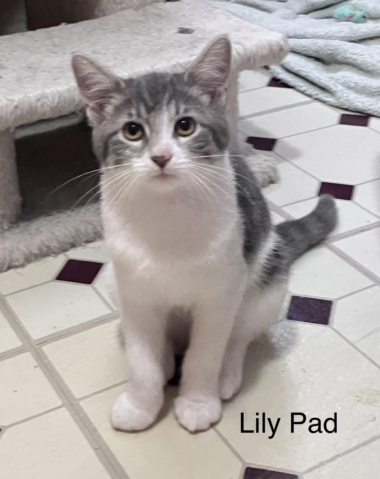 Lily Pad, Adopted, Kitten Female Domestic Short Hair.