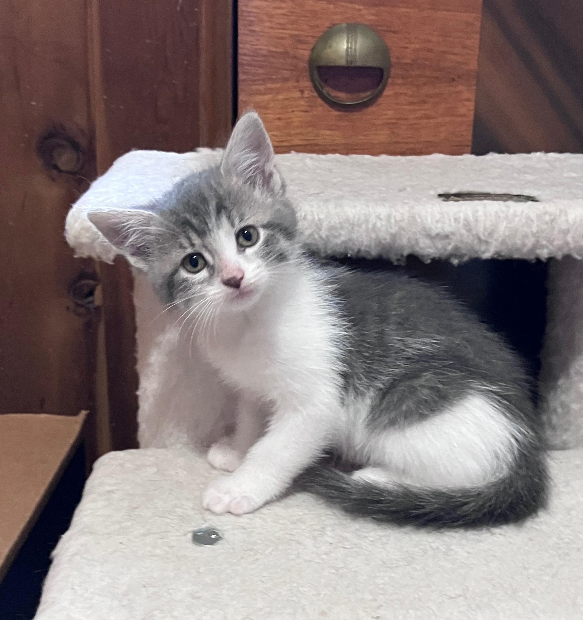 Enlarge Lily Pad, a Adopted Domestic Short Hair in Highland, IN image 3/3