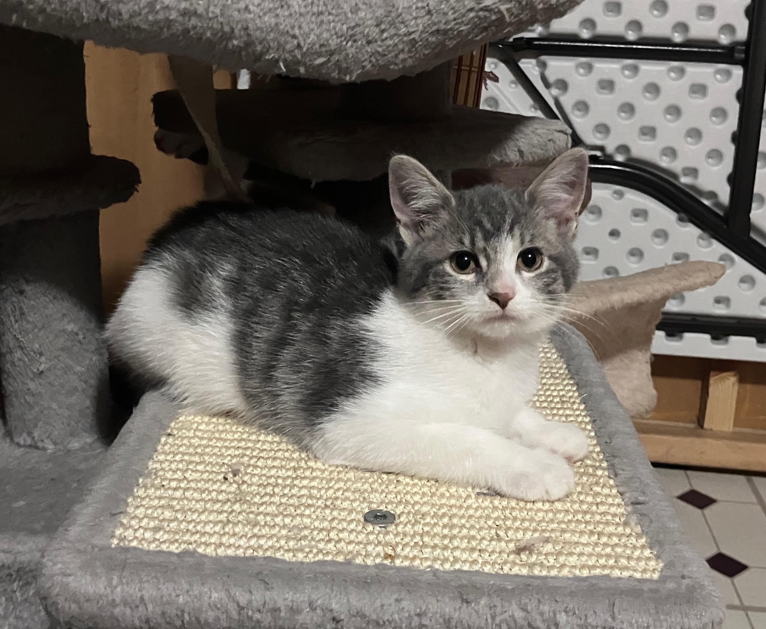 Enlarge Lily Pad, a Adopted Domestic Short Hair in Highland, IN image 2/3