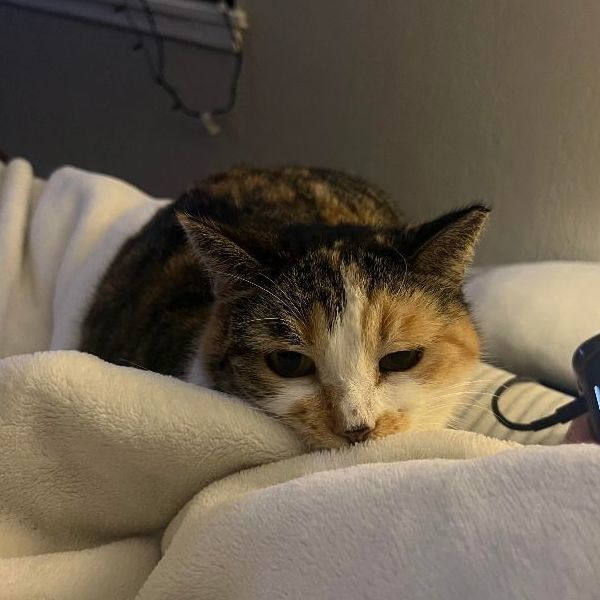 Enlarge Floral, a Adoptable Domestic Short Hair in Pembroke Pines, FL image 8/9