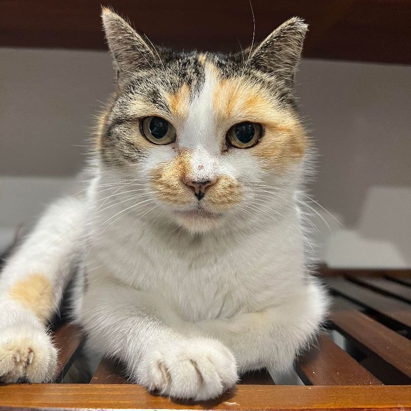 Floral, a Adoptable Domestic Short Hair in Pembroke Pines, FL image 6/9