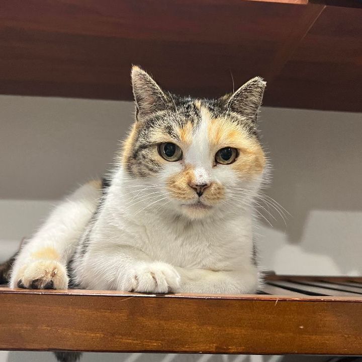 Enlarge Floral, a Adoptable Domestic Short Hair in Pembroke Pines, FL image 7/9