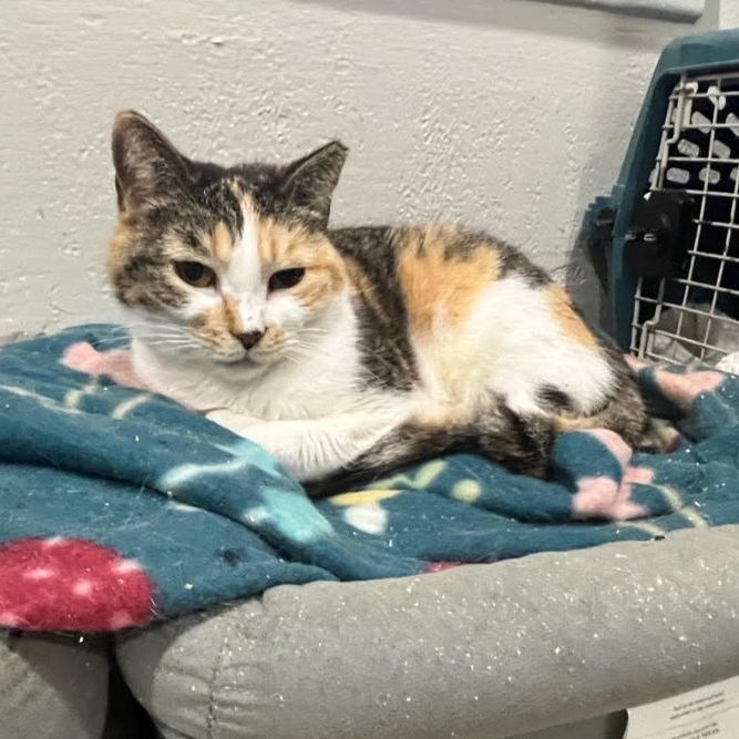 Enlarge Floral, a Adoptable Domestic Short Hair in Pembroke Pines, FL image 9/9