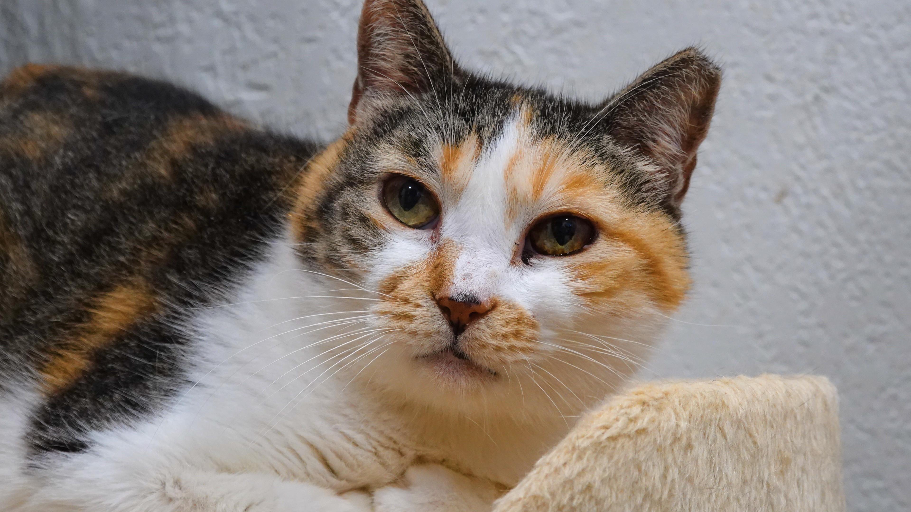 Floral, Adoptable, Adult Female Domestic Short Hair.