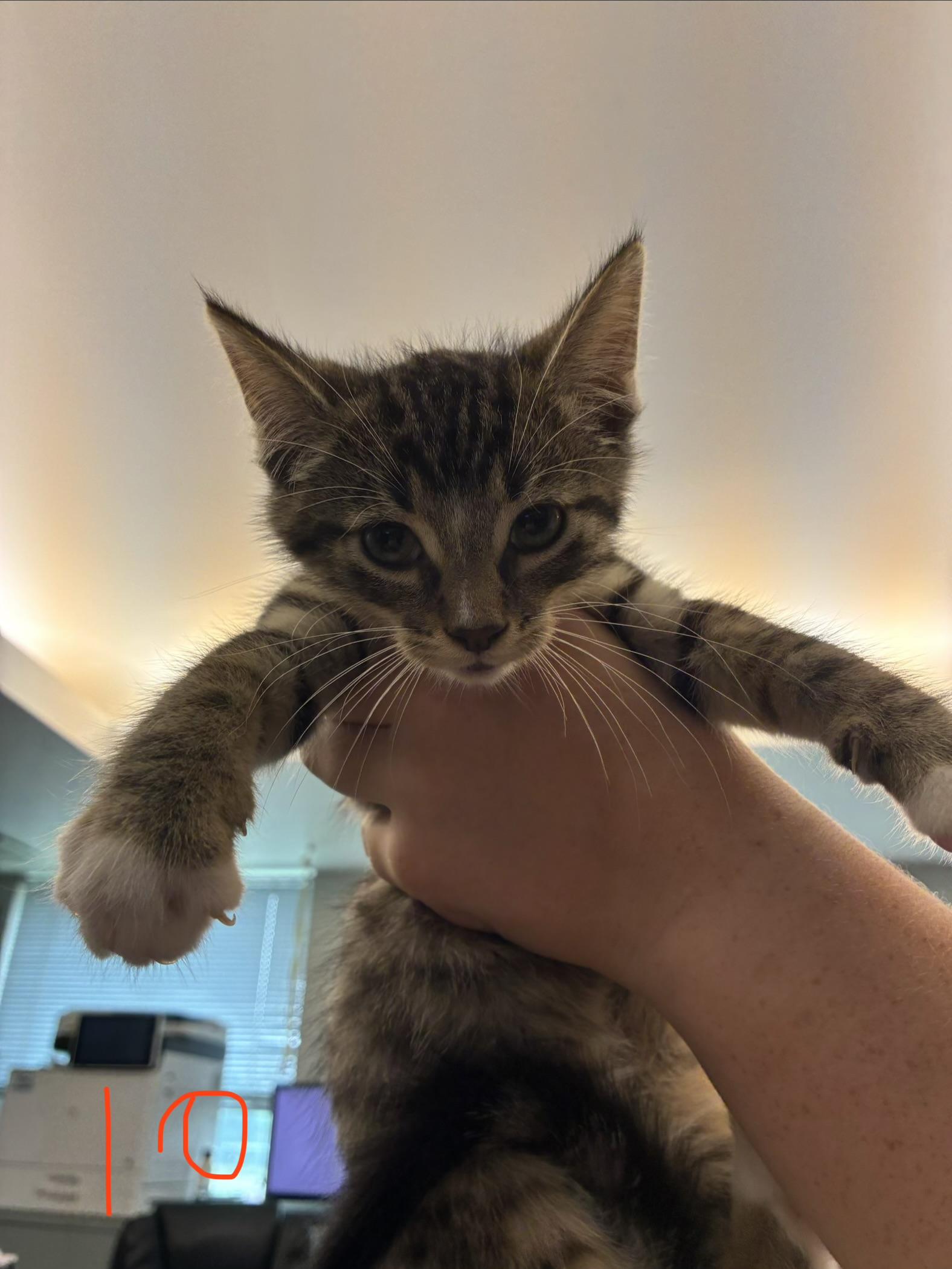 Latte, ADOPTABLE, Kitten Female Domestic Short Hair.