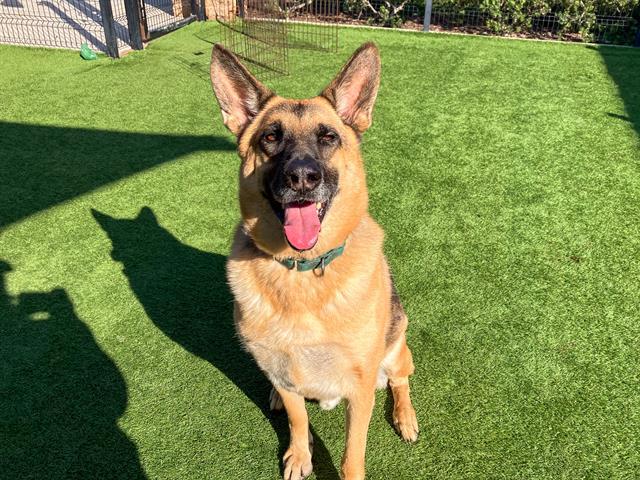 CHARLY, Adoptable, Adult Male German Shepherd Dog.