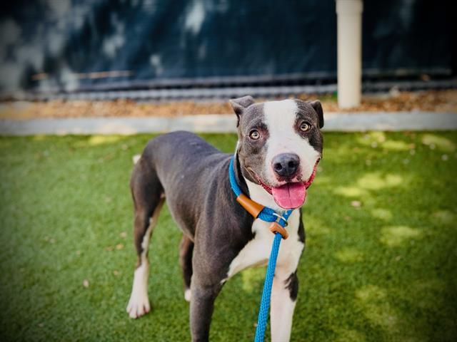 REX, Adoptable, Young Male Pit Bull Terrier.
