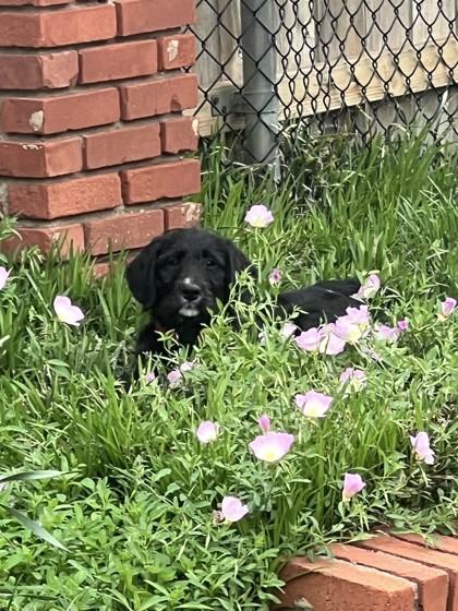 Mira 51824, ADOPTABLE, Puppy Female Mixed Breed.