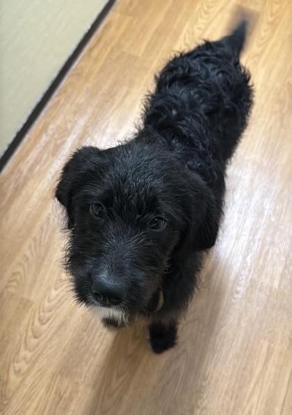 Enlarge Mira 51824, a ADOPTABLE Mixed Breed in Oklahoma City, OK image 2/2