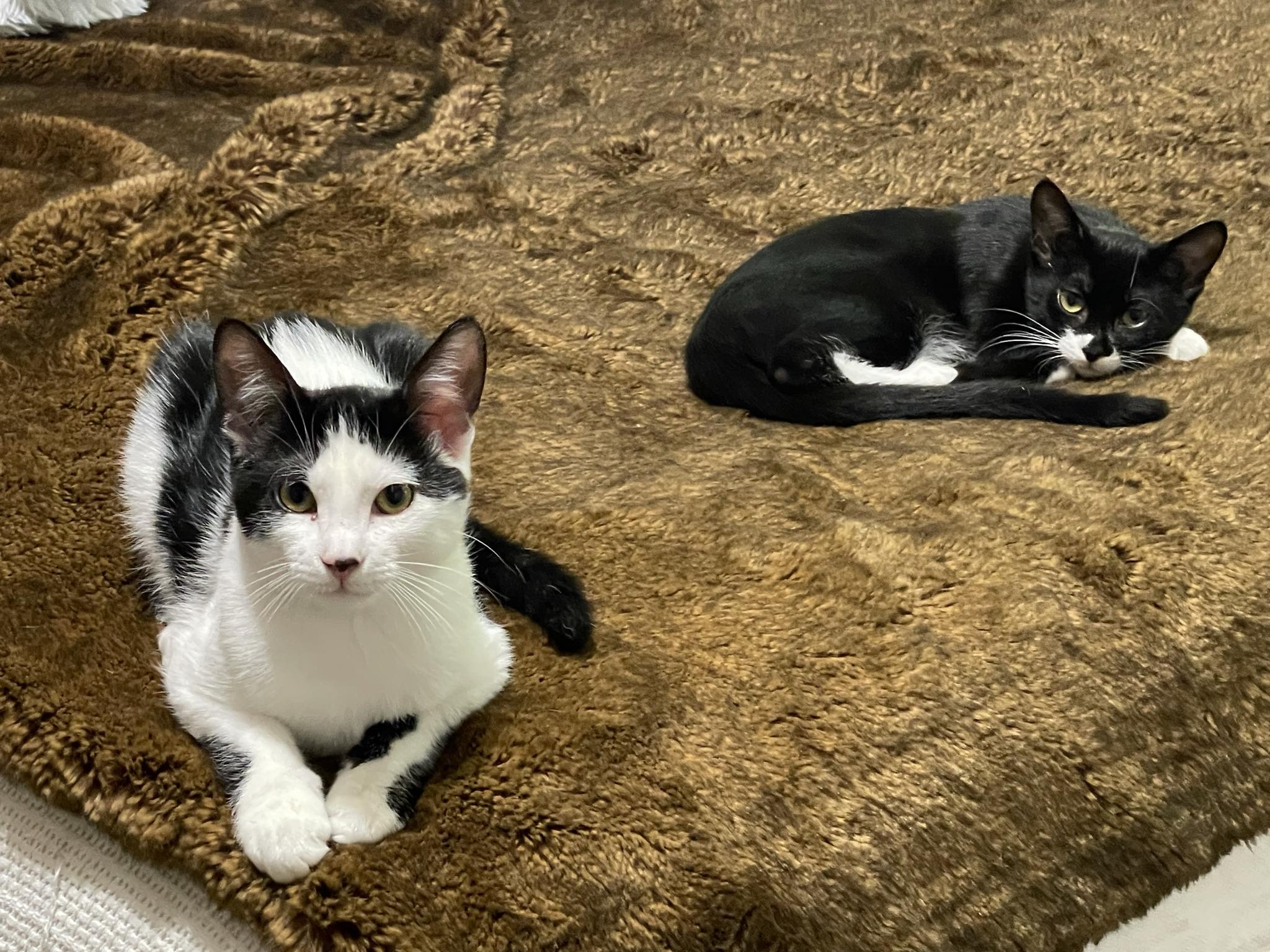 Bandit 2.0, a Adoptable Domestic Short Hair in LITTLE MOUNTAIN, SC image 2/2