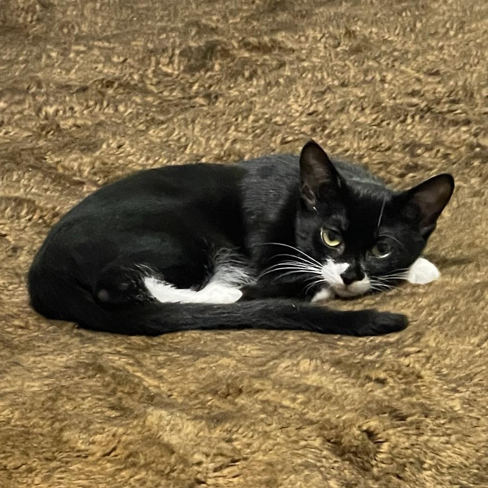 Bandit 2.0, a Adoptable Domestic Short Hair in LITTLE MOUNTAIN, SC image 1/2