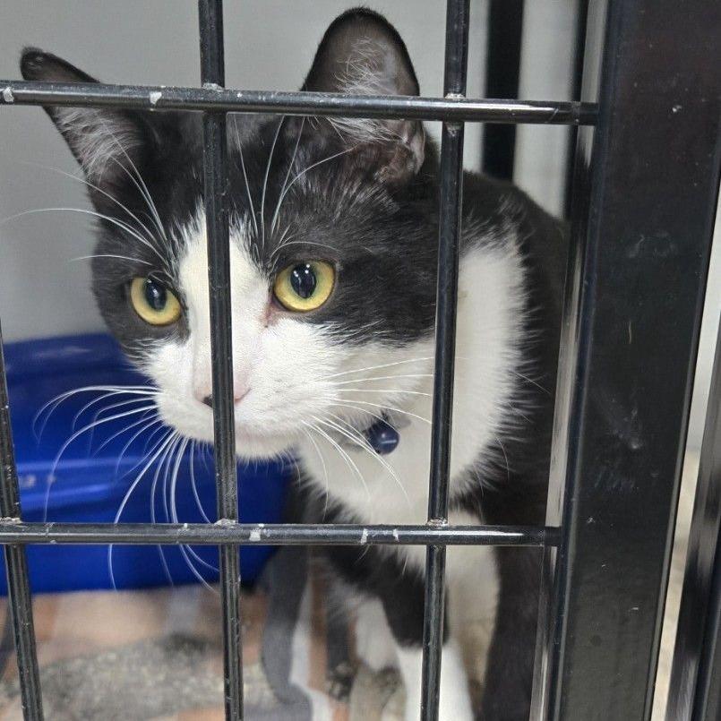 Tommy, Adoptable, Young Male Domestic Short Hair.