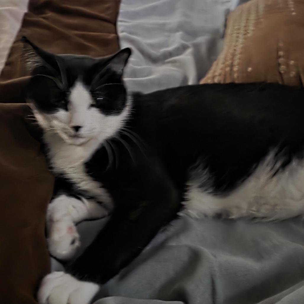 Tommy, a Adoptable Domestic Short Hair in Chaska, MN image 2/3