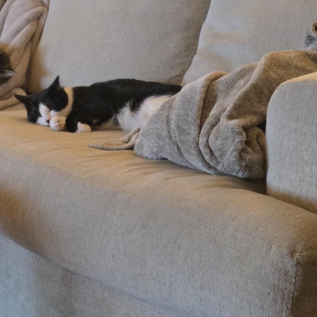 Tommy, a Adoptable Domestic Short Hair in Chaska, MN image 3/3