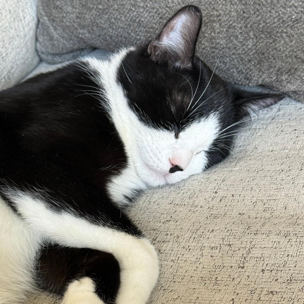 Enlarge Tommy, a Adoptable Domestic Short Hair in Chaska, MN image 4/6