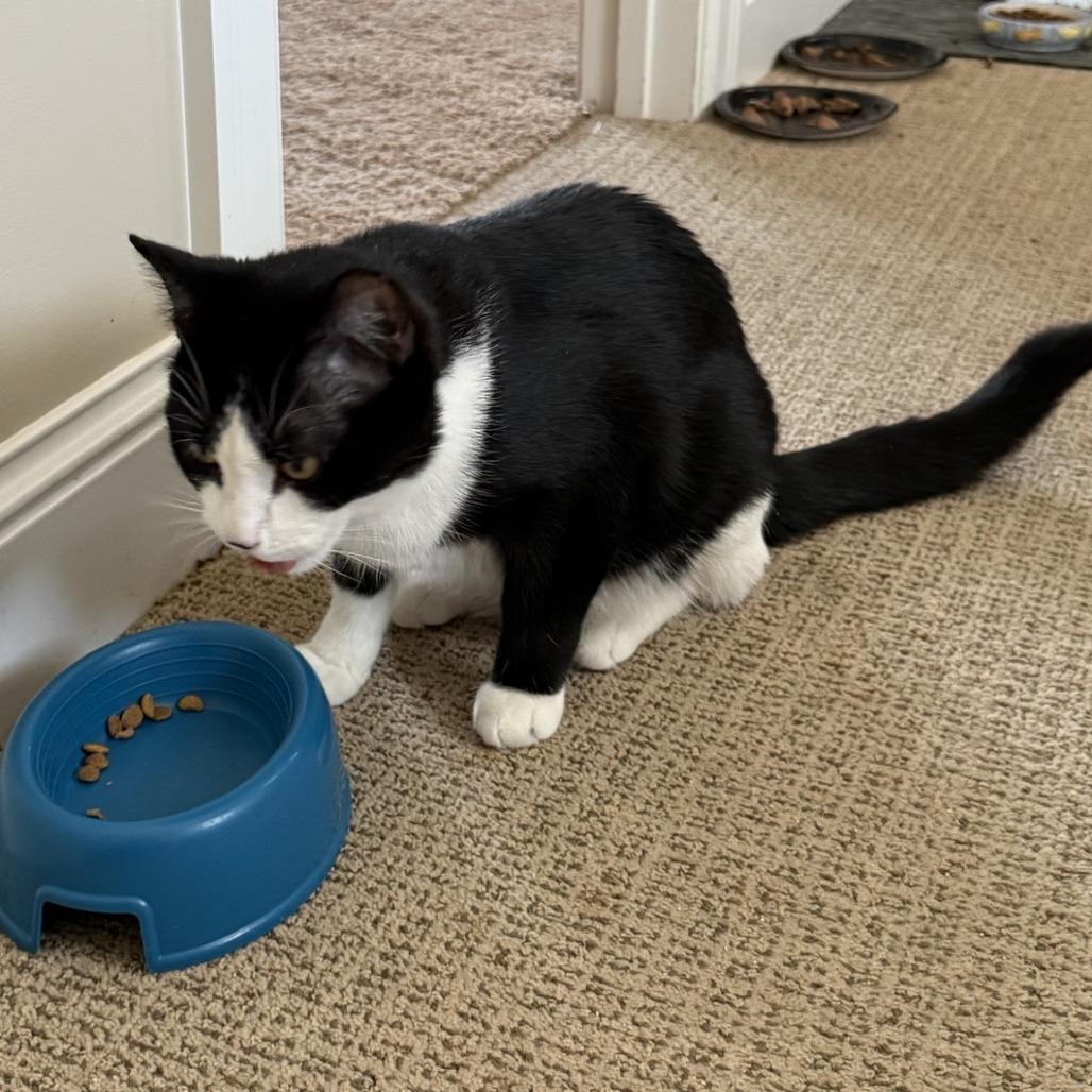 Enlarge Tommy, a Adoptable Domestic Short Hair in Chaska, MN image 5/6