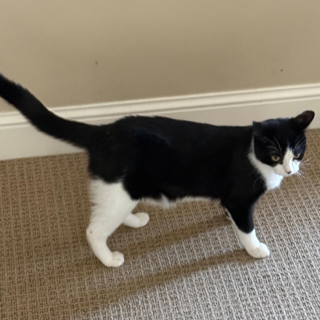 Enlarge Tommy, a Adoptable Domestic Short Hair in Chaska, MN image 6/6