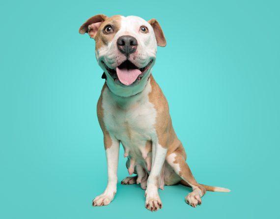 Lavender, Adoptable, Adult Female Hound.