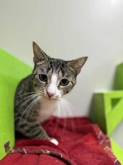 Crown Royal thumbnail 2