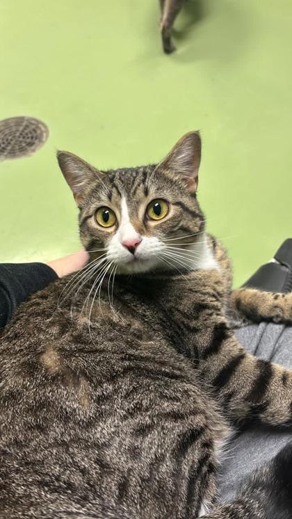 Crown Royal thumbnail 3