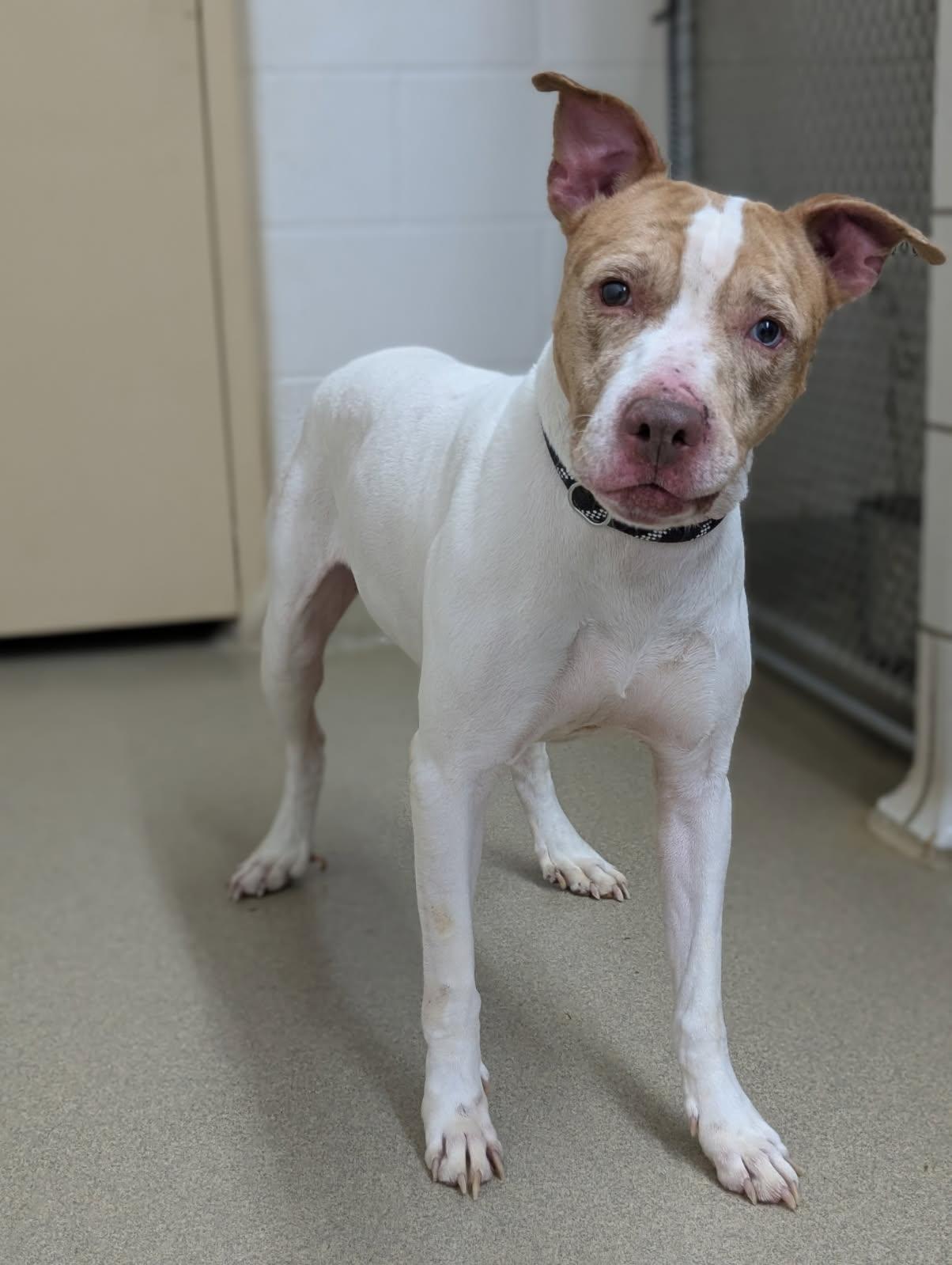 Garver, a ADOPTABLE mixed breed in Mount Vernon, OH image 2/2