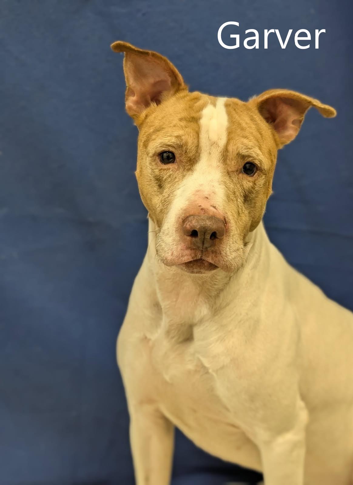 Garver, a ADOPTABLE mixed breed in Mount Vernon, OH image 1/2