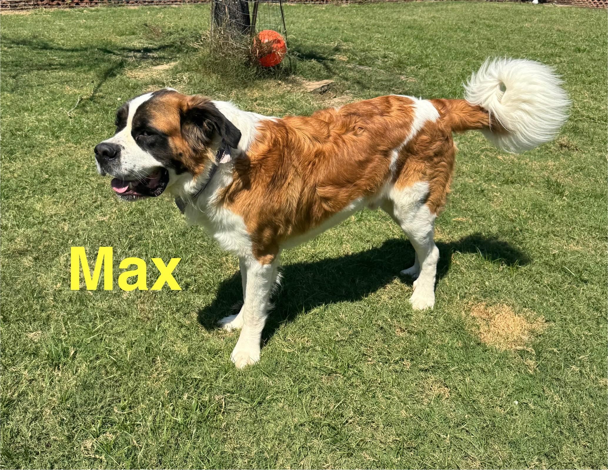 Max, Adopted, Adult Male Saint Bernard.