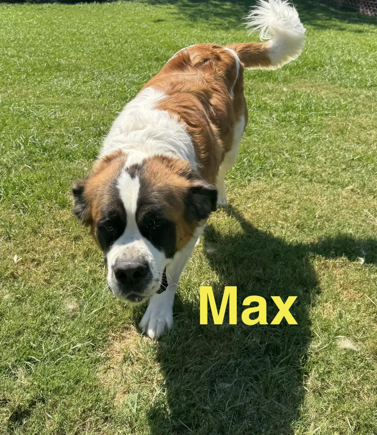 Enlarge Max, a Adopted Saint Bernard in McKinney, TX image 2/3
