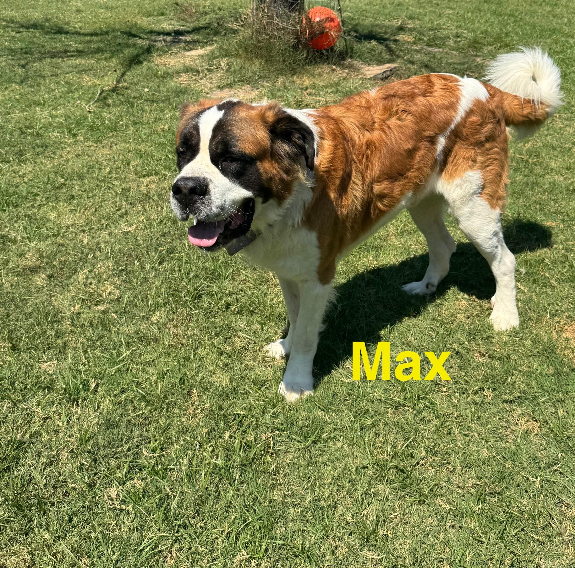 Enlarge Max, a Adopted Saint Bernard in McKinney, TX image 3/3