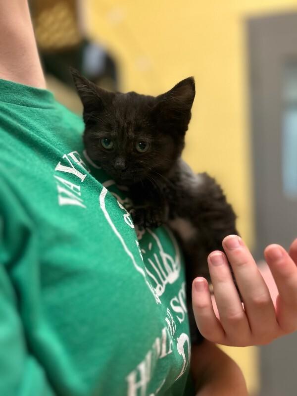 L.A., Adoptable, Young Female Domestic Short Hair.