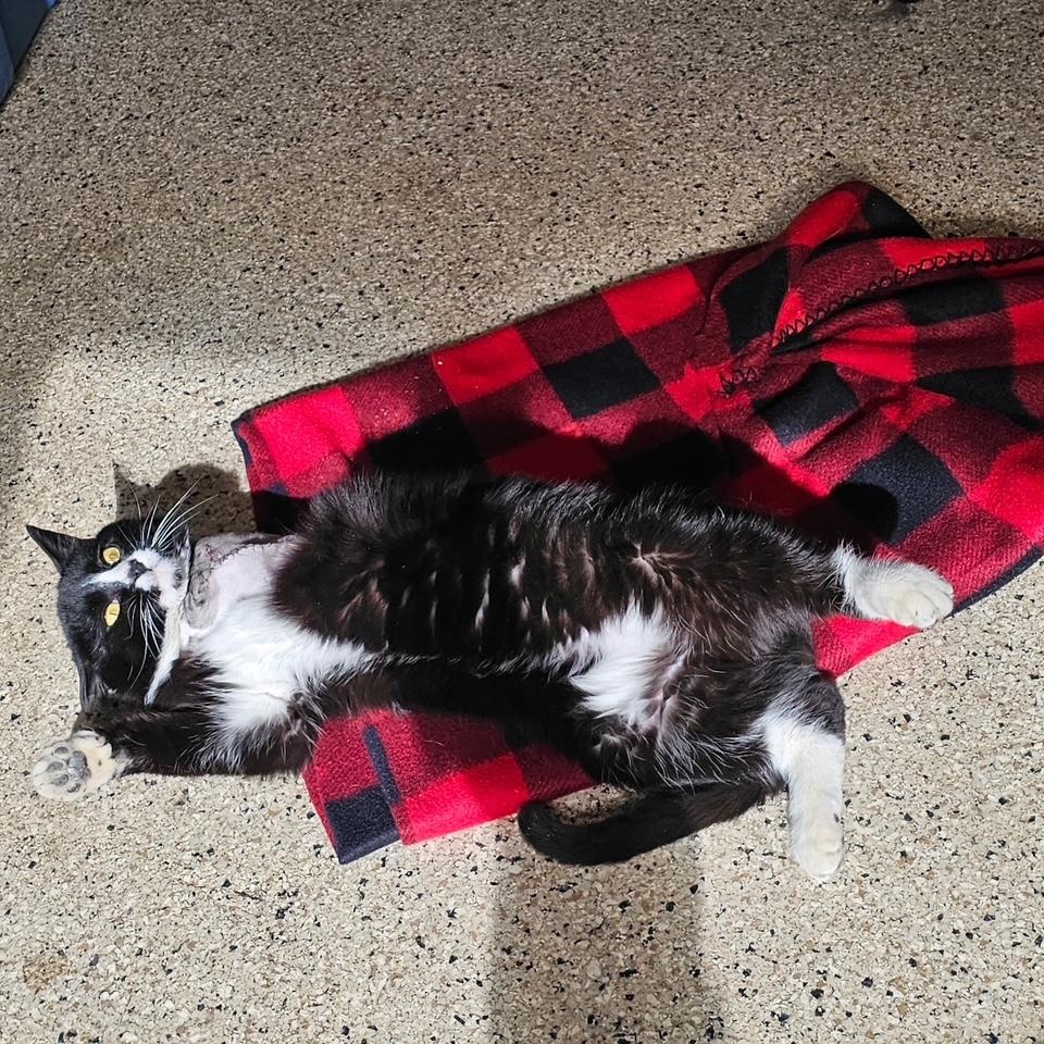 Guy, ADOPTABLE, Adult Male Domestic Short Hair.