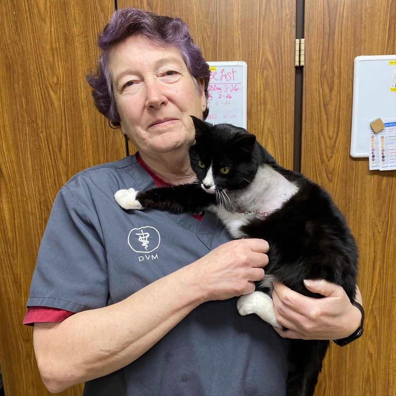 Enlarge Guy, a ADOPTABLE Domestic Short Hair in Dickinson, ND image 2/2