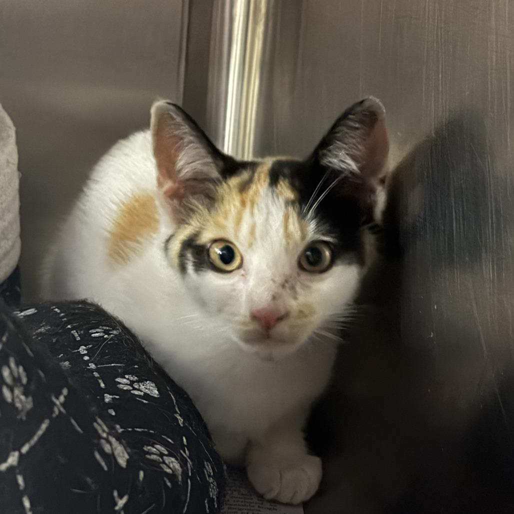 Lainey, Adoptable, Kitten Female Domestic Short Hair.