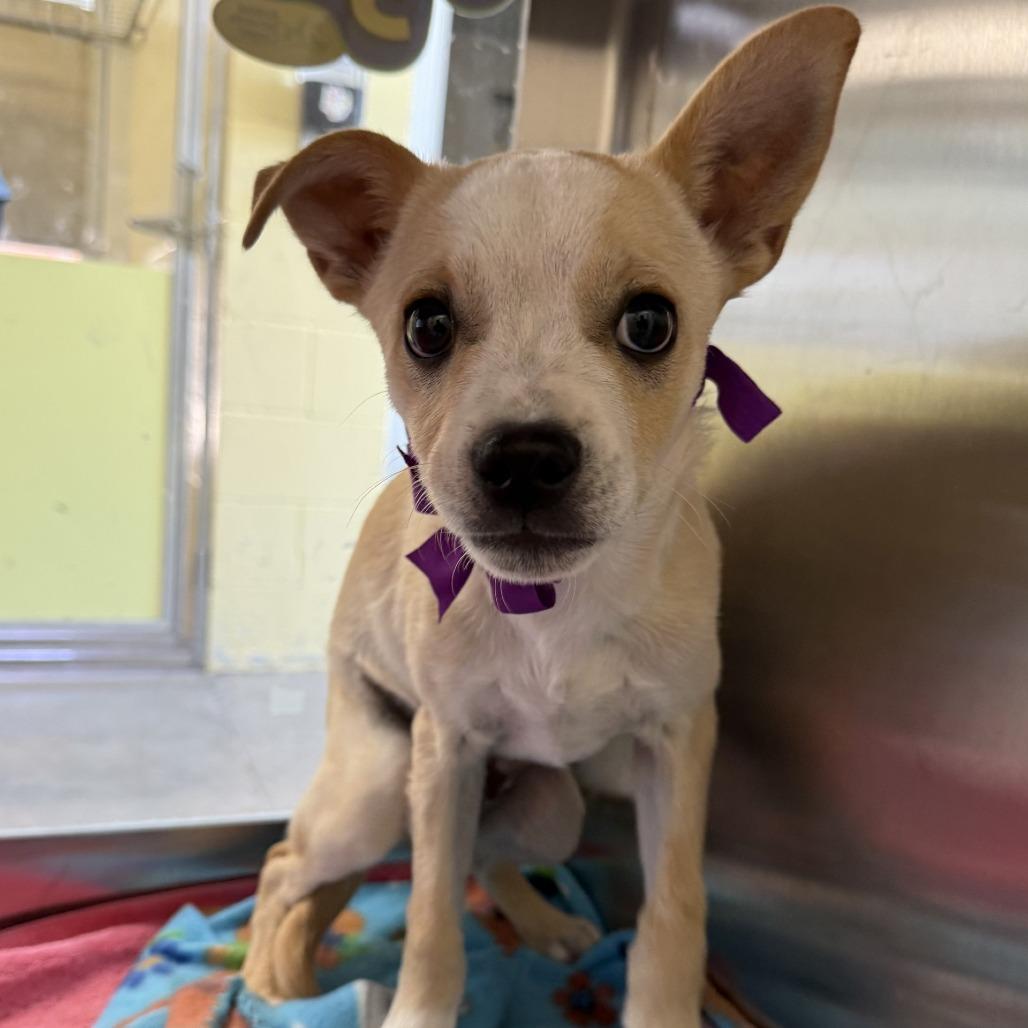 Axel Rose, Adoptable, Young Male Mixed Breed.