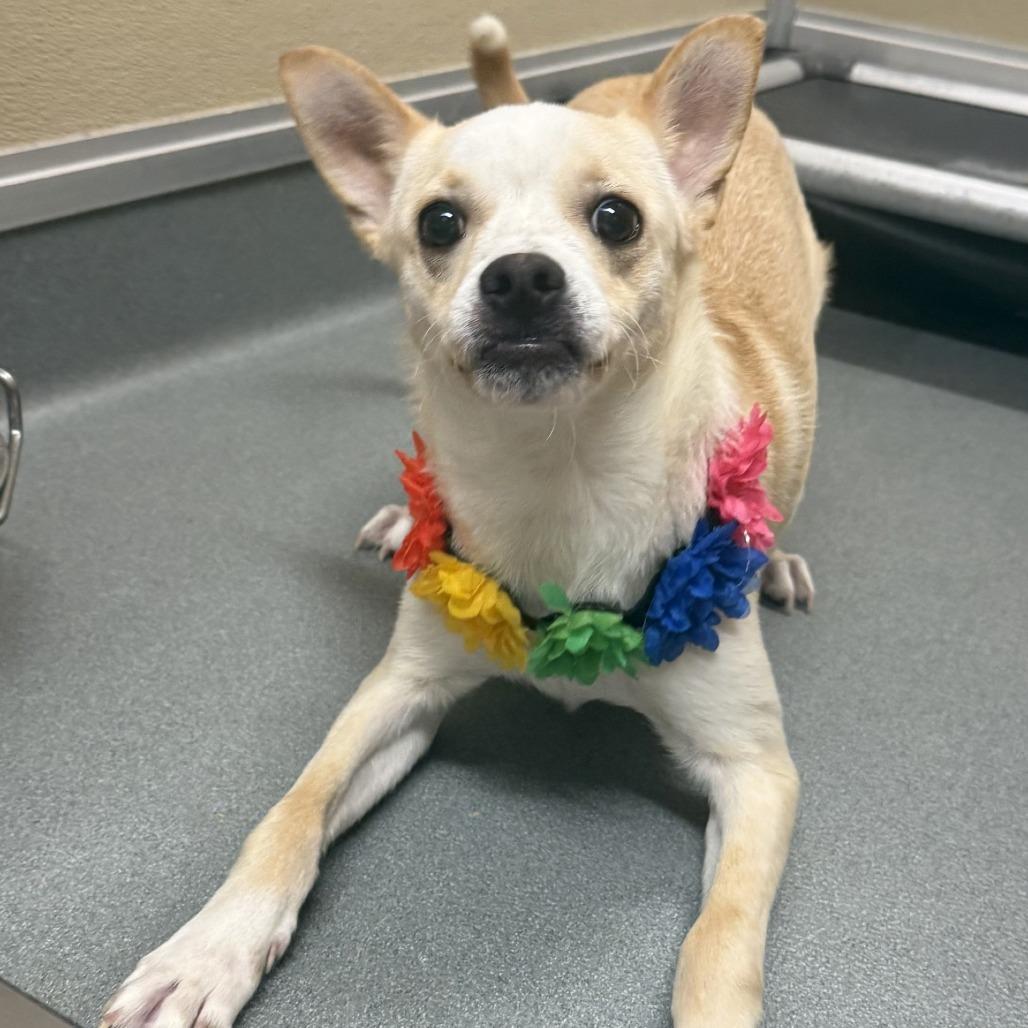 Enlarge Axel Rose, a Adoptable Mixed Breed in Las Cruces, NM image 2/5