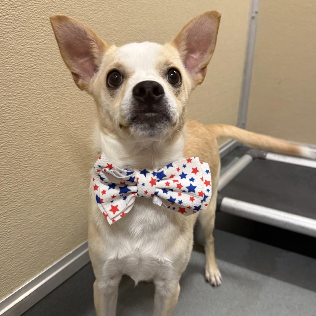 Enlarge Axel Rose, a Adoptable Mixed Breed in Las Cruces, NM image 3/5