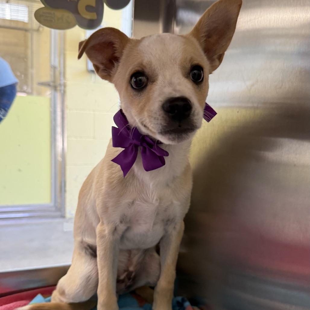 Enlarge Axel Rose, a Adoptable Mixed Breed in Las Cruces, NM image 4/5