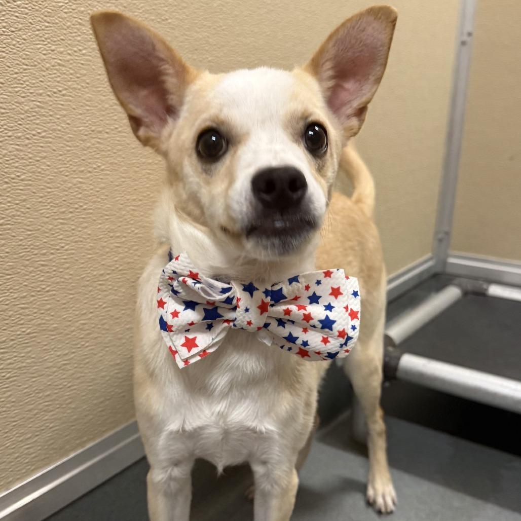 Enlarge Axel Rose, a Adoptable Mixed Breed in Las Cruces, NM image 5/5
