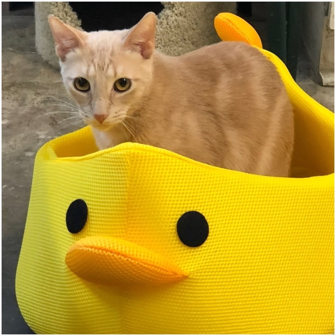 Chandler, a Adoptable mixed breed in Kingwood, TX image 3/6