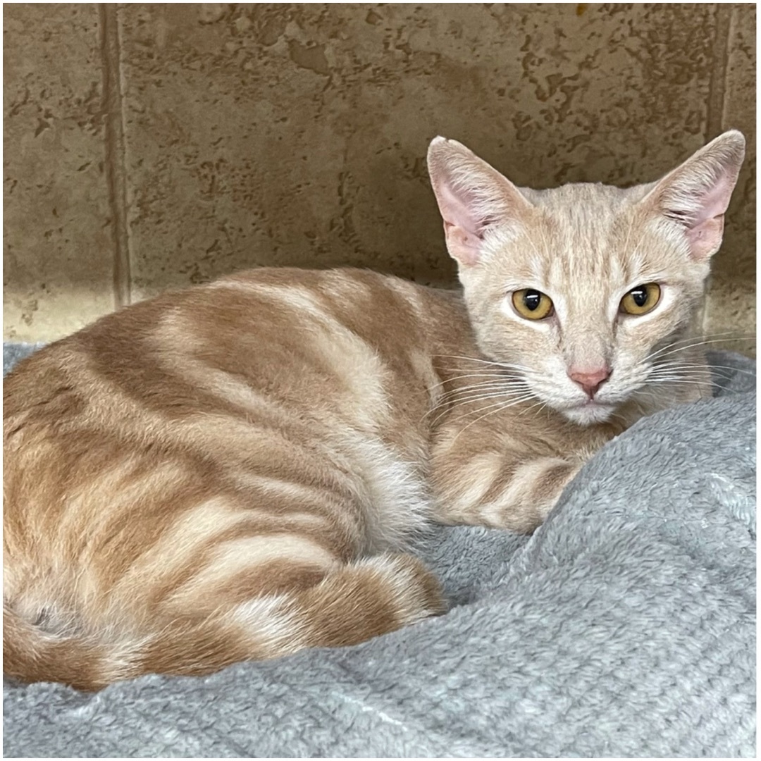 Chandler, an adoptable Tabby, Domestic Short Hair in Kingwood, TX, 77325 | Photo Image 4